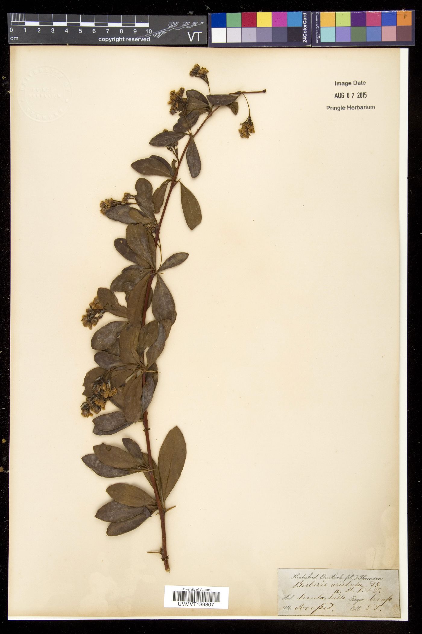 Berberis aristata image