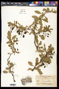 Berberis amurensis image