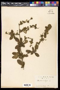 Berberis vulgaris image