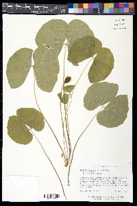 Jeffersonia diphylla image
