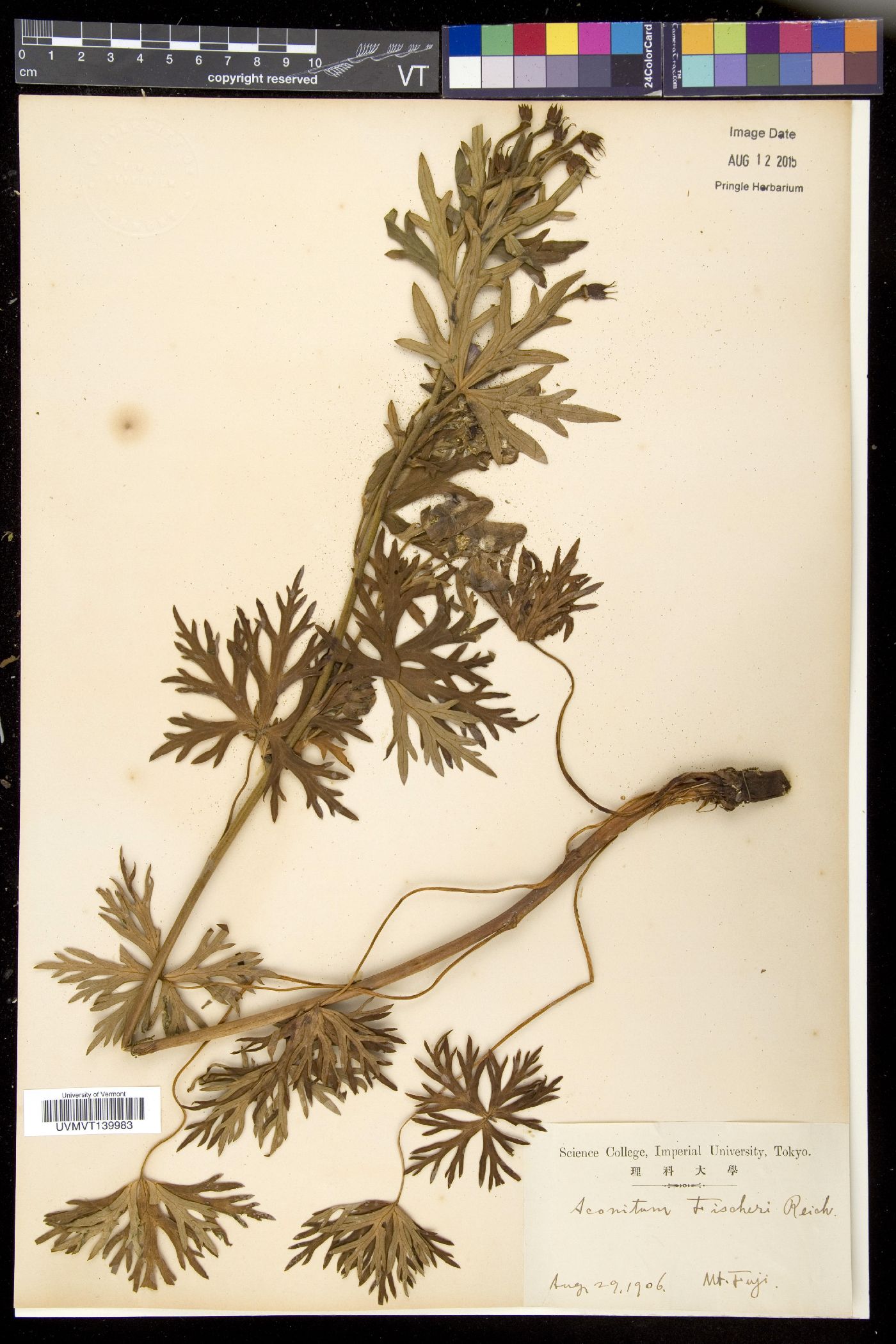 Aconitum fischeri image
