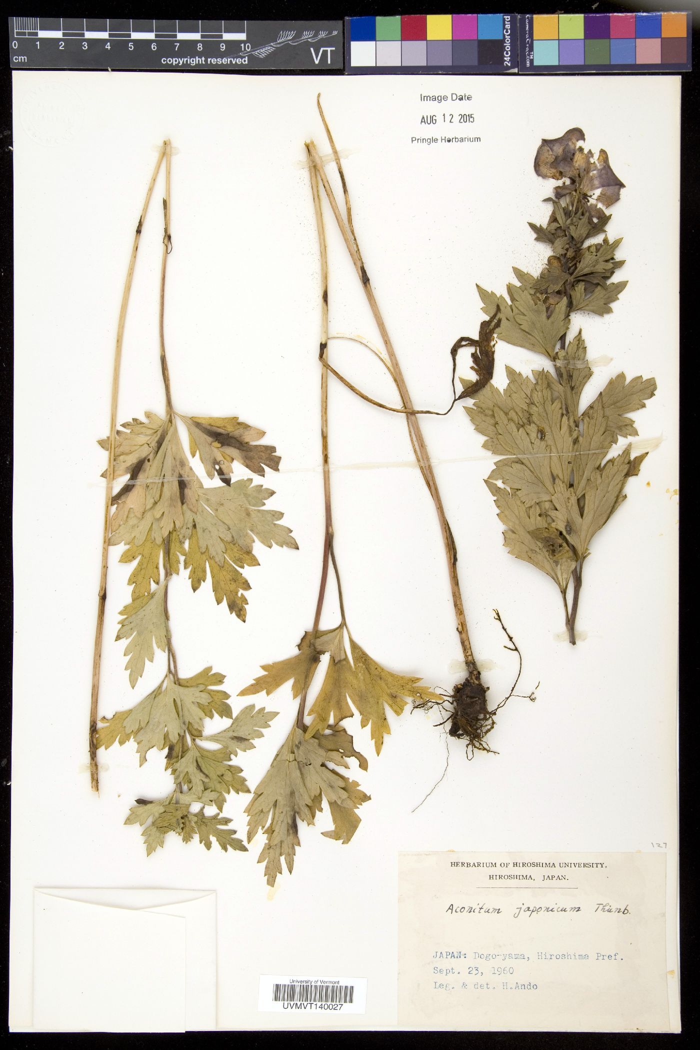 Aconitum japonicum image