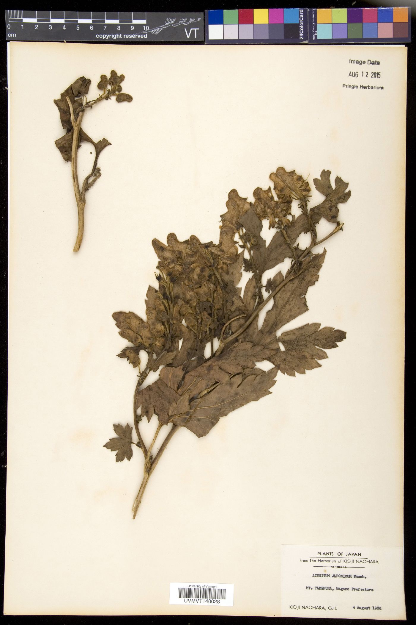 Aconitum japonicum image
