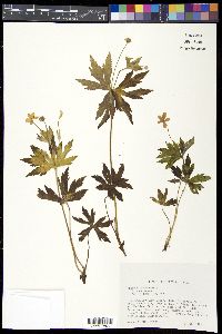 Anemone canadensis image