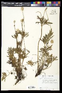 Anemone multifida var. hudsoniana image
