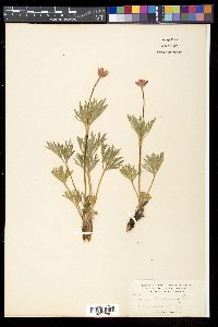 Anemone multifida image