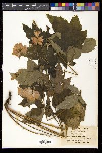 Eriocapitella japonica image