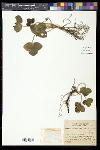 Hepatica nobilis image