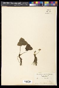 Anemone hepatica image
