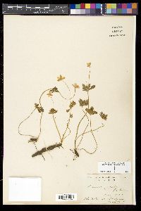 Anemonastrum flaccidum image
