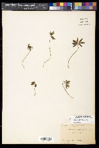 Anemone debilis image