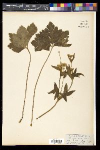 Anemone rivularis image