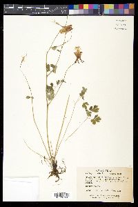 Aquilegia canadensis image