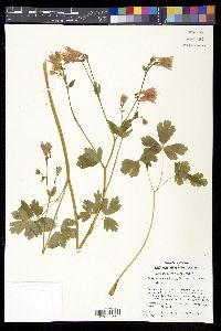 Aquilegia canadensis image
