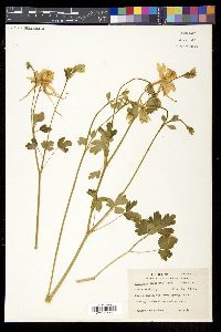Aquilegia chrysantha image