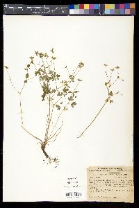 Semiaquilegia adoxoides image