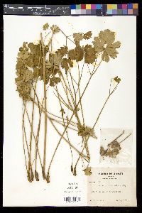 Aquilegia buergeriana image