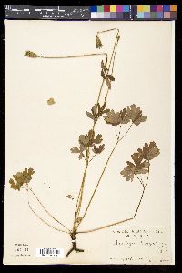 Aquilegia buergeriana image