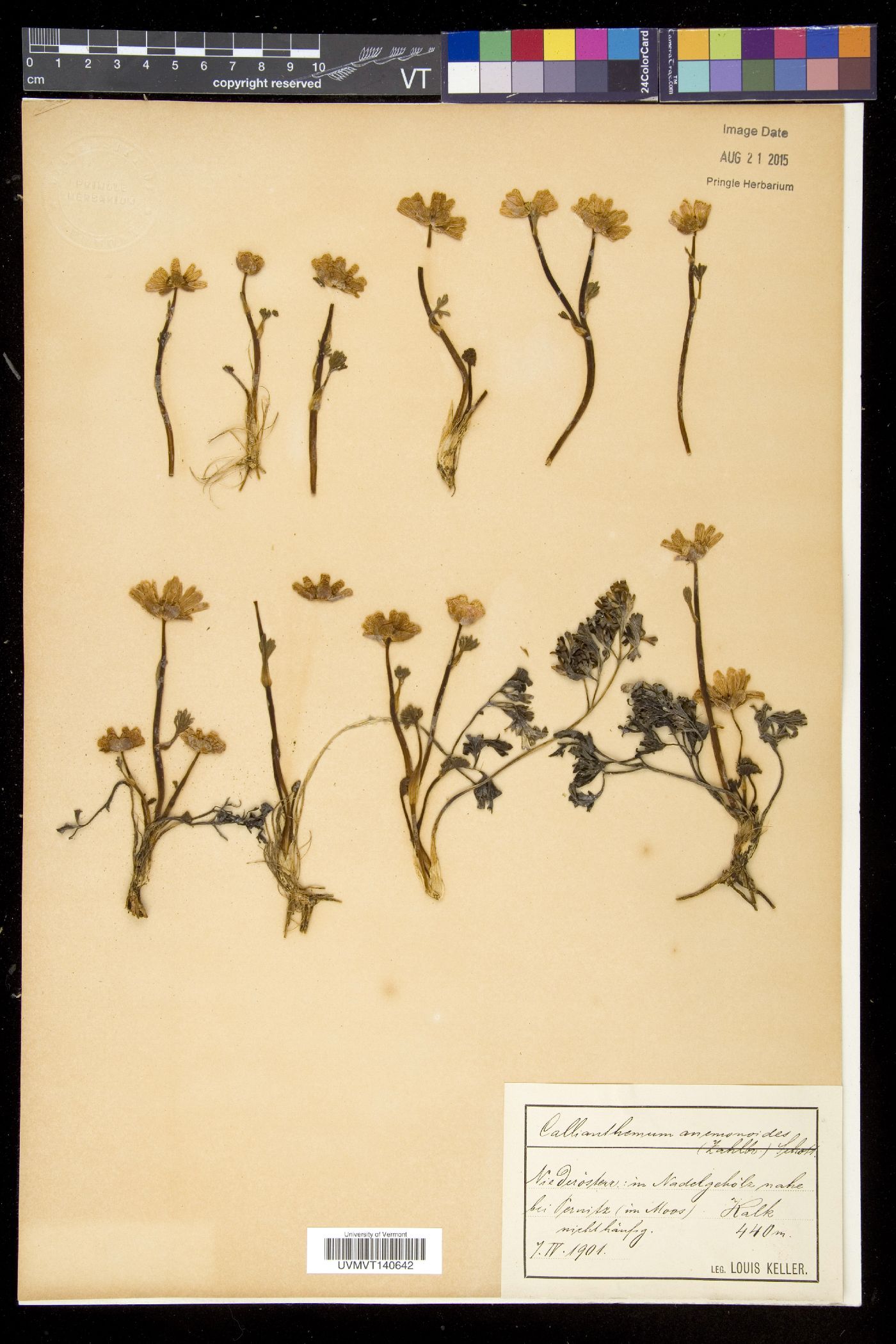 Callianthemum image