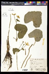 Caltha palustris image