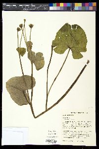 Caltha palustris image