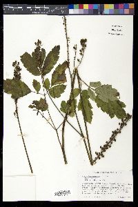 Actaea racemosa image