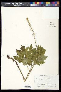 Actaea simplex image