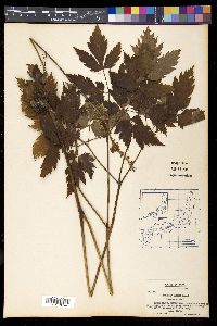 Actaea simplex image