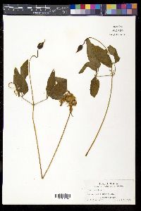 Clematis crispa image
