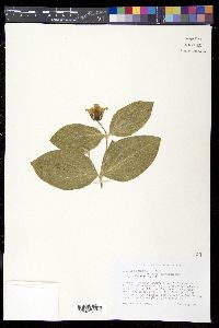 Clematis fremontii image