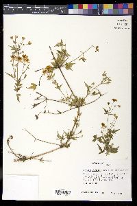 Clematis drummondii image