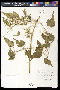 Clematis ligusticifolia image