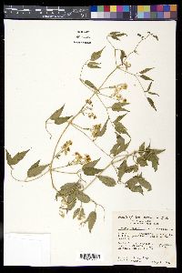 Clematis ligusticifolia image