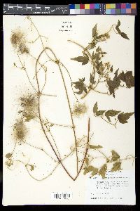 Clematis ligusticifolia image