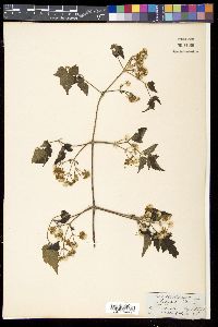 Clematis grata image