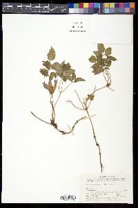 Clematis alpina image