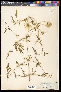 Clematis orientalis image
