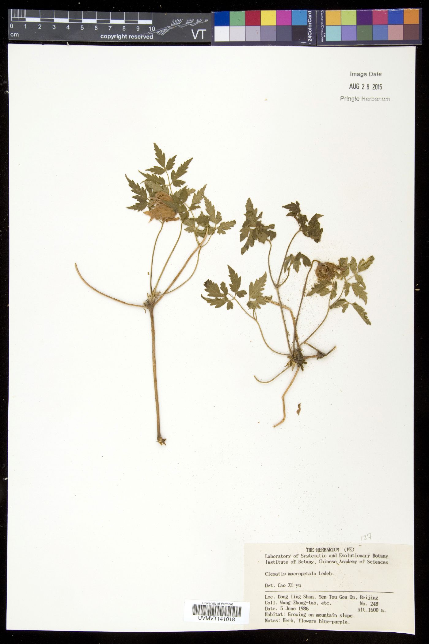 Clematis macropetala image
