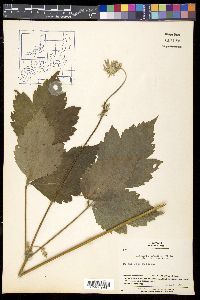 Clematis stans image