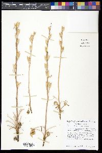 Delphinium wootonii image