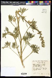 Delphinium wootonii image