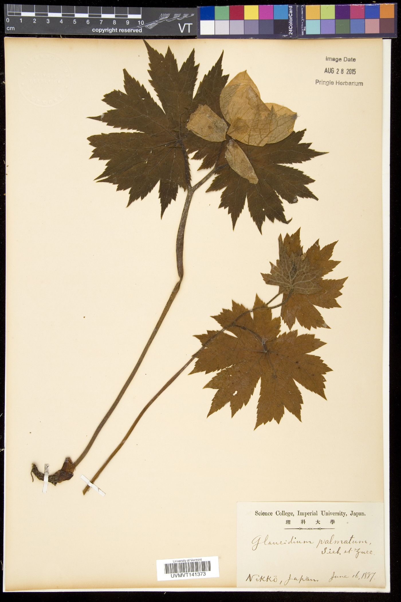 Glaucidium palmatum image