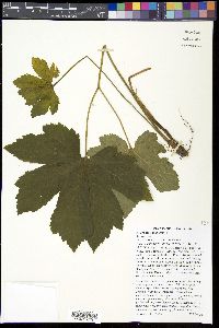 Hydrastis canadensis image