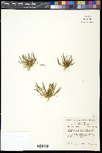 Myosurus minimus image