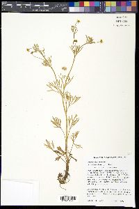 Ranunculus arvensis image