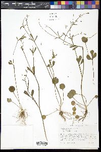 Ranunculus micranthus image