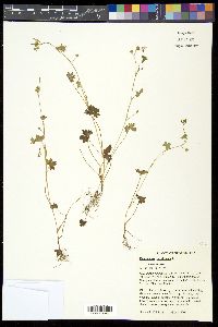 Ranunculus parviflorus image