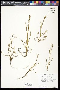 Ranunculus pusillus image