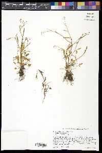 Ranunculus pusillus image