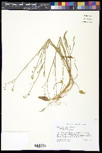 Ranunculus pusillus image